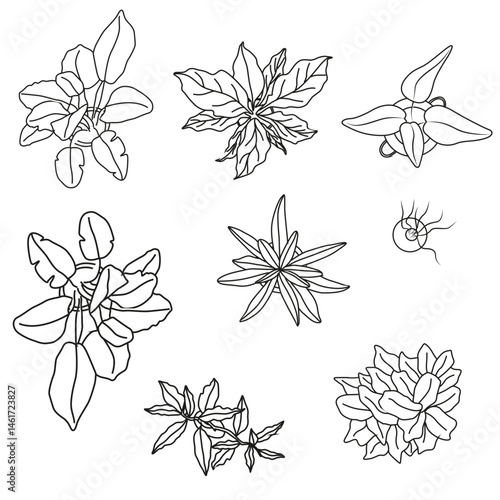 Top View Vector Set of Indoor Plants and Greenery for Interior Design and Floor Plans