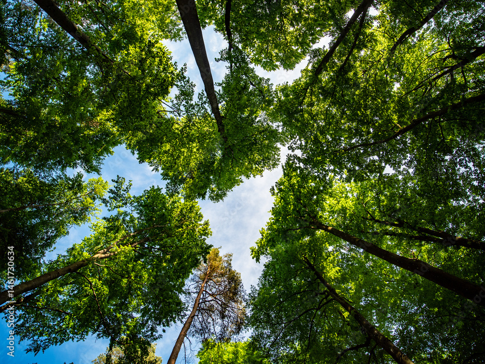 Fototapeta premium Mischwald im Frühjahr