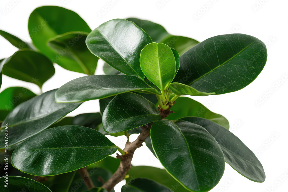 Obraz premium Lush ficus tree with dark green glossy leaves isolated on white background nature focus indoor plants minimalist environment close-up perspective for home decor