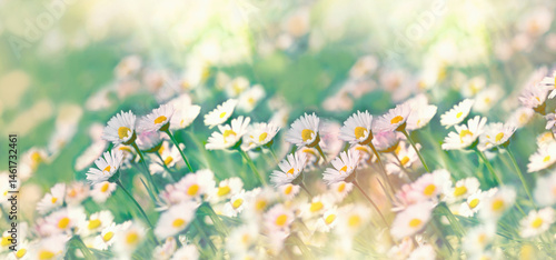 Daisy flowers in meadow, beautiful landscape in springtime, selective and soft focus on daisies flowers, beautiful nature in spring, daisy flowers lit by sunlight