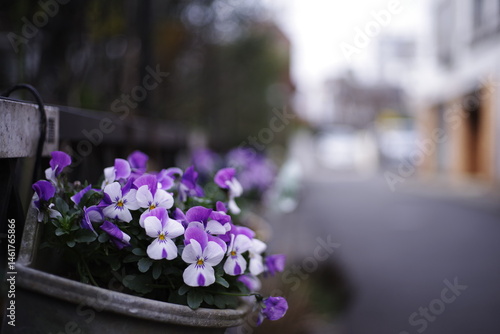 道端にパンジー