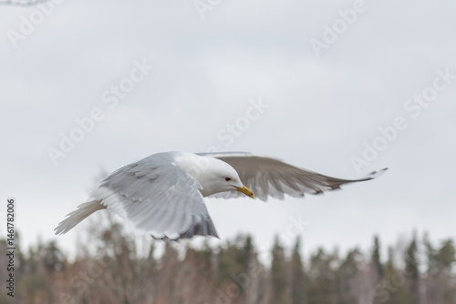 A beautiful seagul flying with the wings stretched out against a white background