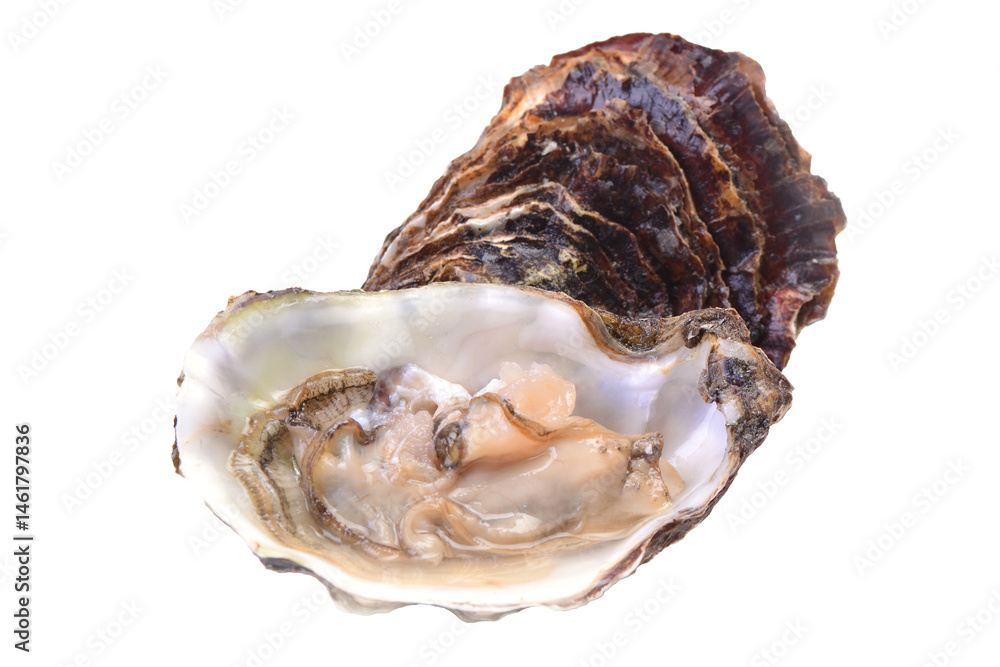 Naklejka premium Oyster on a white isolated background