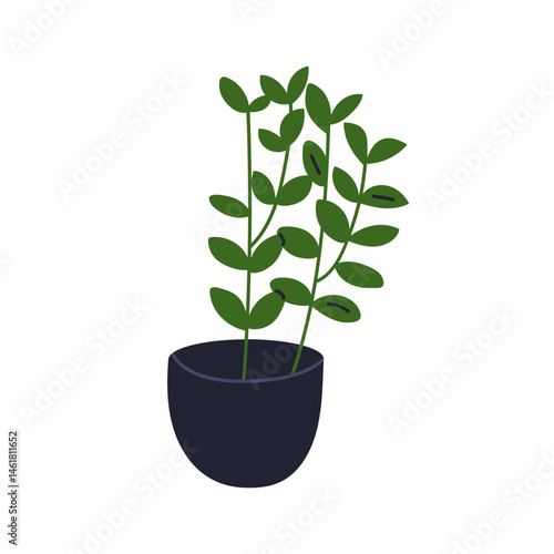 Leaf plant in pot. Green leafy houseplant growing in flowerpot. Home room gre...