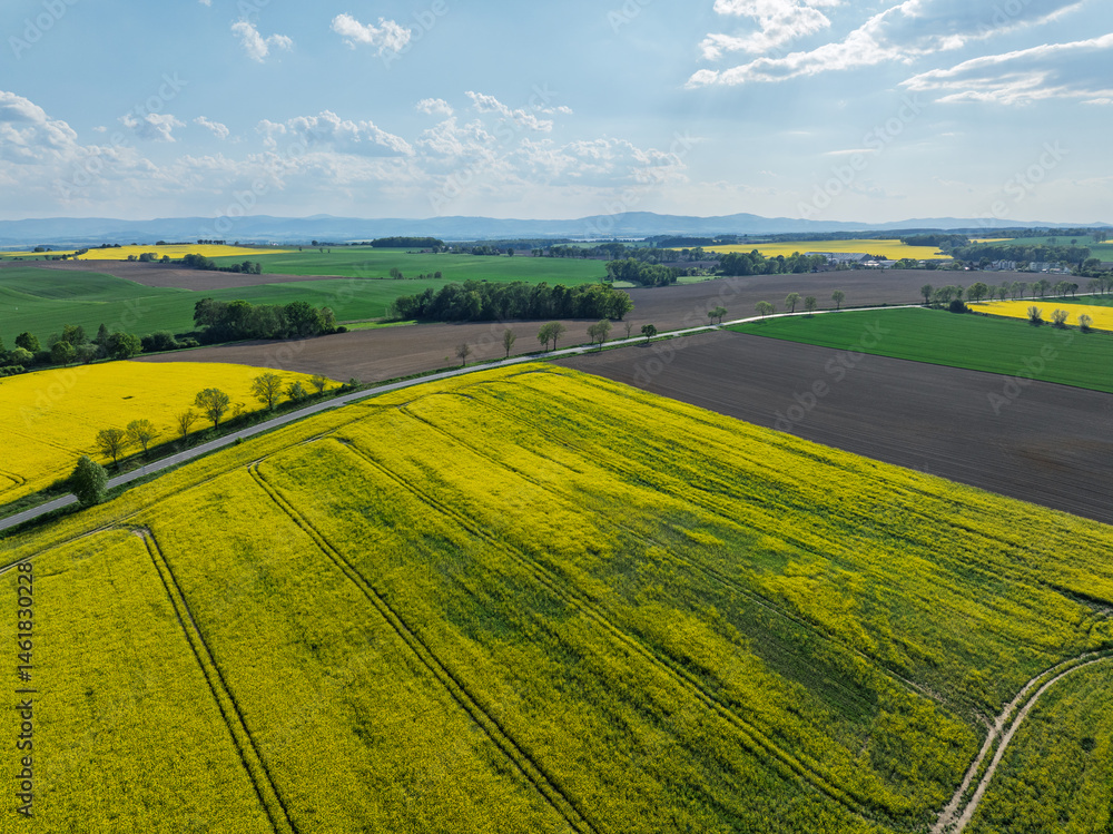 Obraz premium Aerial drone view of beautiful yellow fields rapeseed.Village country farming shapes in fields. Spring fields of yellow blooming rapeseed, growing plants. Fields in the Opole village from a drone.