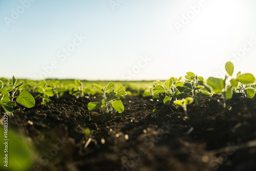 Multiple soybean seedlings growing in soil with soft warm sunlight