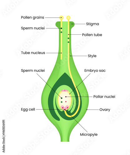 Germinination of Pollen in Stigma Diagram
