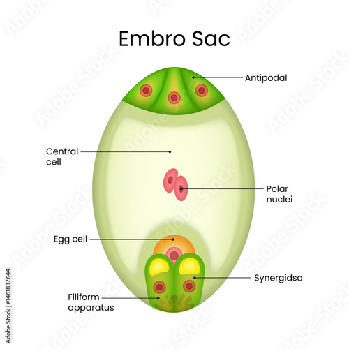 Anatomy of the Embryo Sac