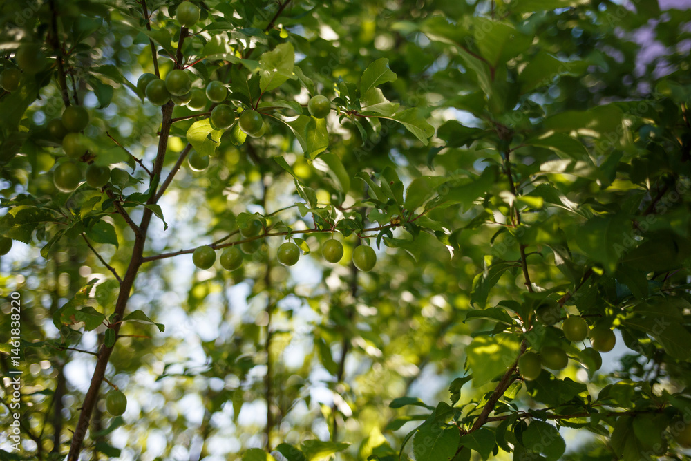 sunlit cherry plum tree with detailed green foliage and fruits, ideal for farm product advertising, gardening blogs, seasonal food design, botanical education, nature-based product branding sunlit cherry plum tree with detailed green foliage and fruits, ideal for farm product advertising, gardening blogs, seasonal food design, botanical education, nature-based product branding