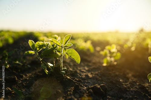 Photos Soy sprout emerging from dry textured farmland soil in bright sunlight
