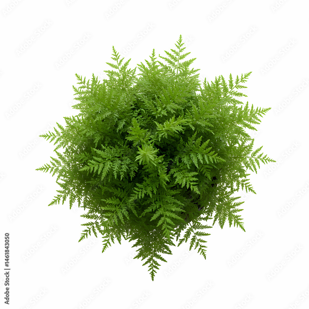 Fototapeta premium Top View Lush Green Fern Plant