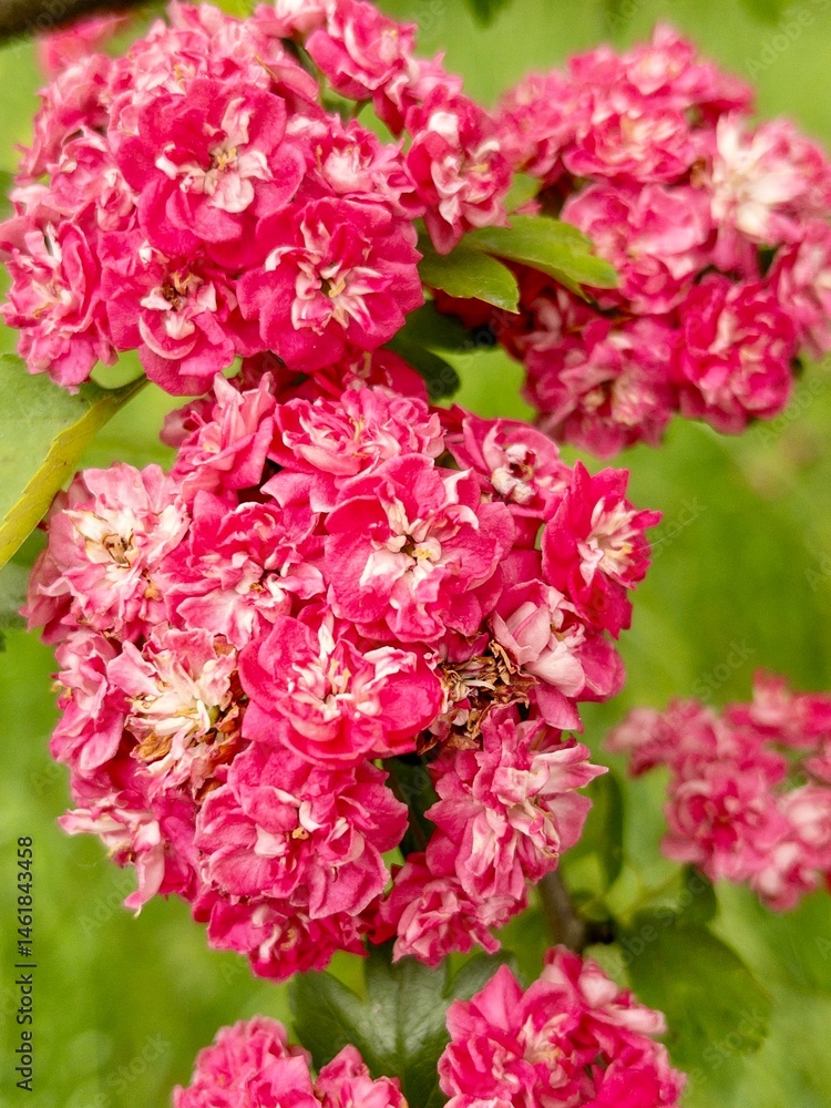 Fototapeta premium Bright pink flowers of hawthorn Crataegus in green foliage close-up, medicinal plants, spring garden