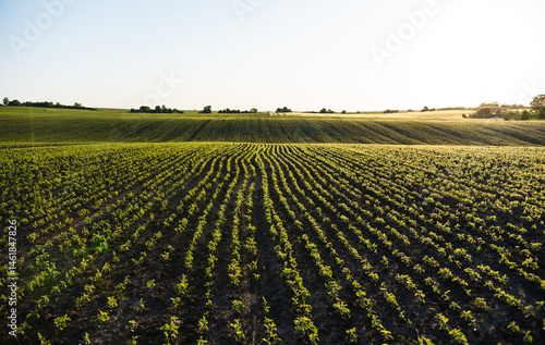 Soybean rows curving along hilly farmland at sunrise in rural area