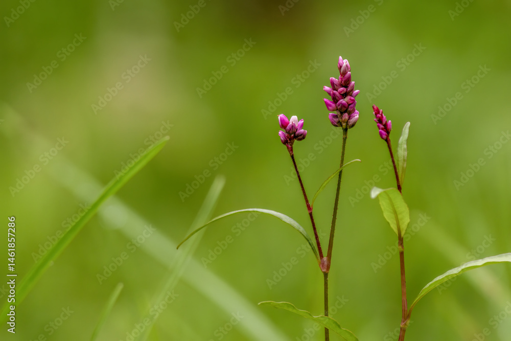 Fototapeta premium Purple smartweed flowers against a defocused green background, illuminated by the morning sun, in a farm in the eastern Andean mountains of central Colombia.