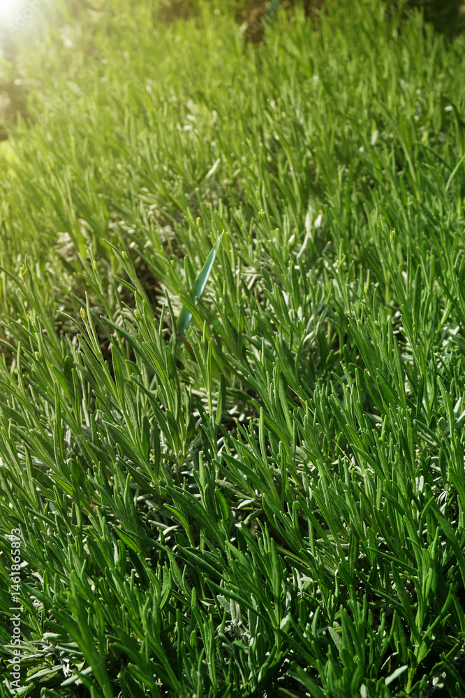 Fototapeta premium Fresh Rosemary Field