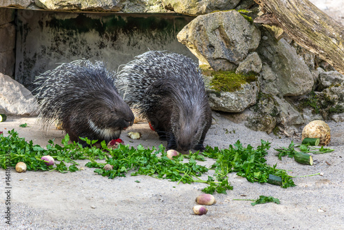 Indian crested Porcupine, Hystrix indica in a german nature park