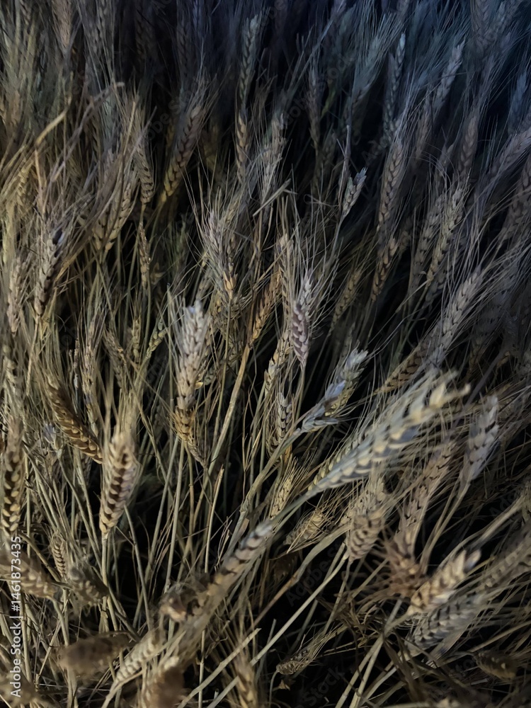 Fototapeta premium ears of corn