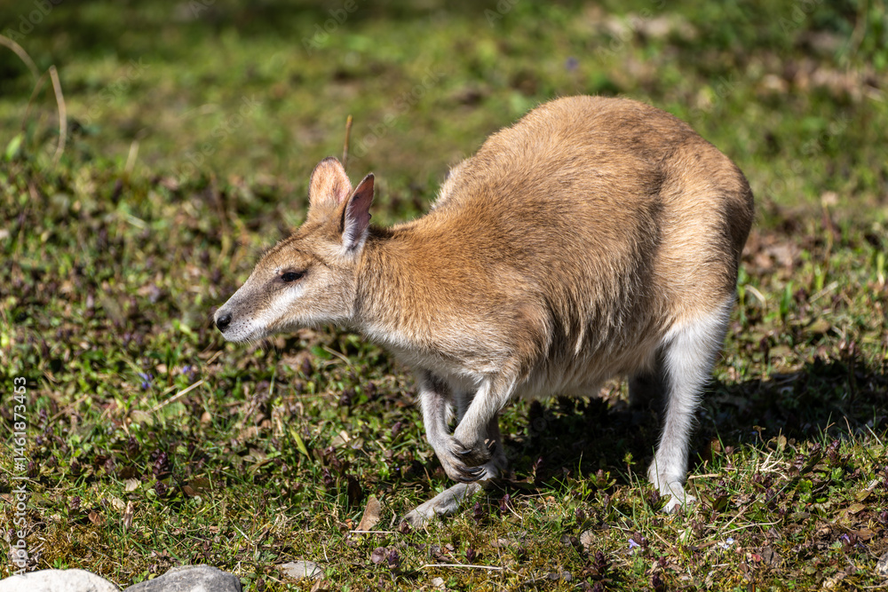 The agile wallaby, Macropus agilis also known as the sandy wallaby The agile wallaby, Macropus agilis also known as the sandy wallaby