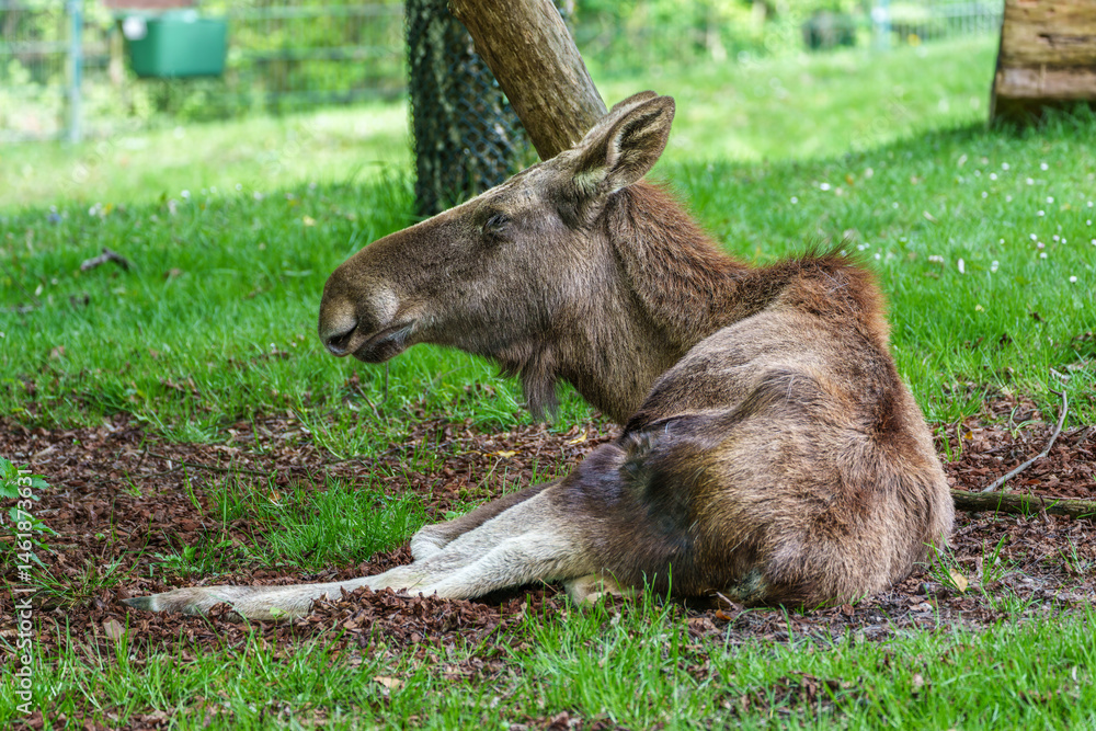 European Moose, Alces alces, also known as the elk