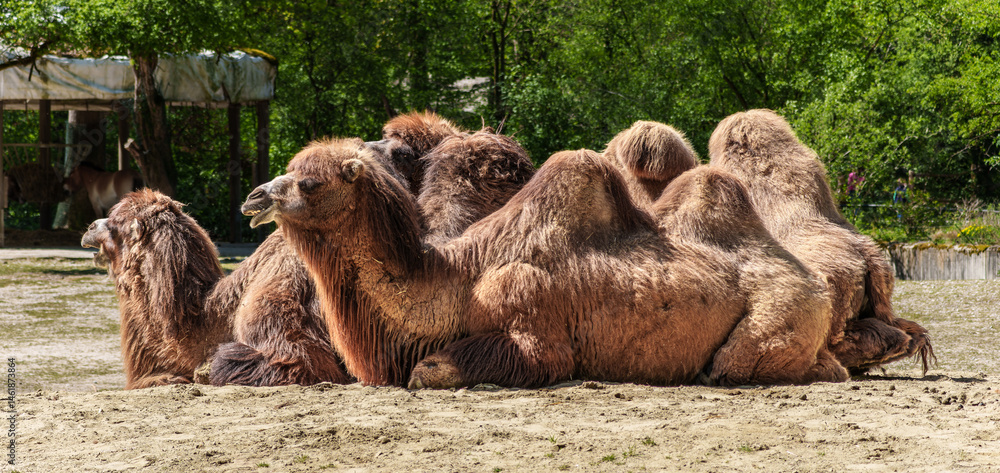 Bactrian camel, Camelus bactrianus in a german park