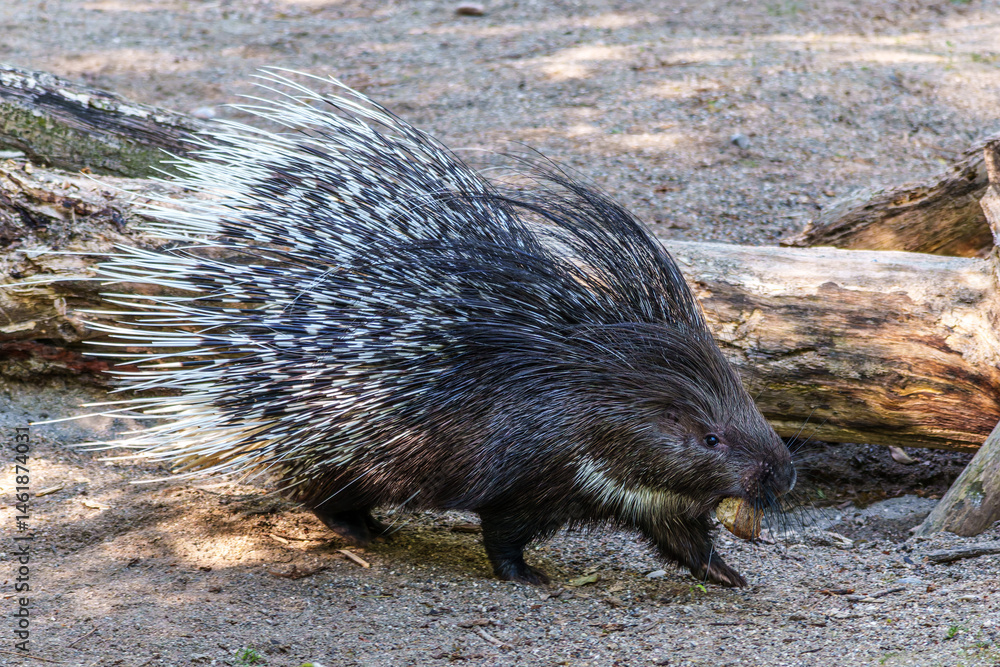 Indian crested Porcupine, Hystrix indica in a german nature park