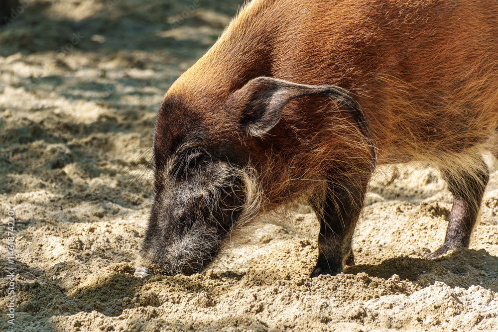 Red river hog, Potamochoerus porcus, also known as the bush pig.