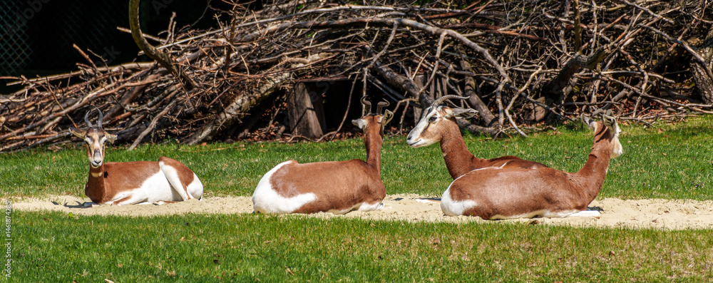 Dama gazelle, Gazella dama mhorr or mhorr gazelle is a species of gazelle