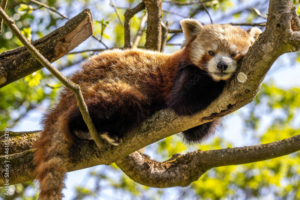 The red panda, Ailurus fulgens, also called the lesser panda.