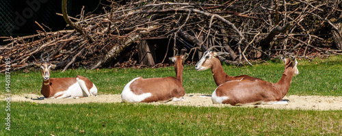 Obraz na płótnie Dama gazelle, Gazella dama mhorr or mhorr gazelle is a species of gazelle w salonie