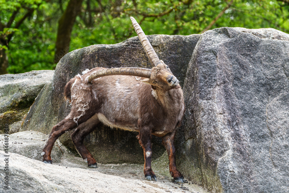 Alpine ibex, Capra ibex is a species of wild goat that lives in the mountains of the European Alps.