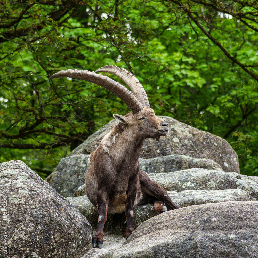 Alpine ibex, Capra ibex is a species of wild goat that lives in the mountains of the European Alps.