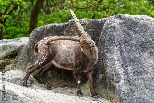 Obraz na płótnie Alpine ibex, Capra ibex is a species of wild goat that lives in the mountains of the European Alps. w salonie