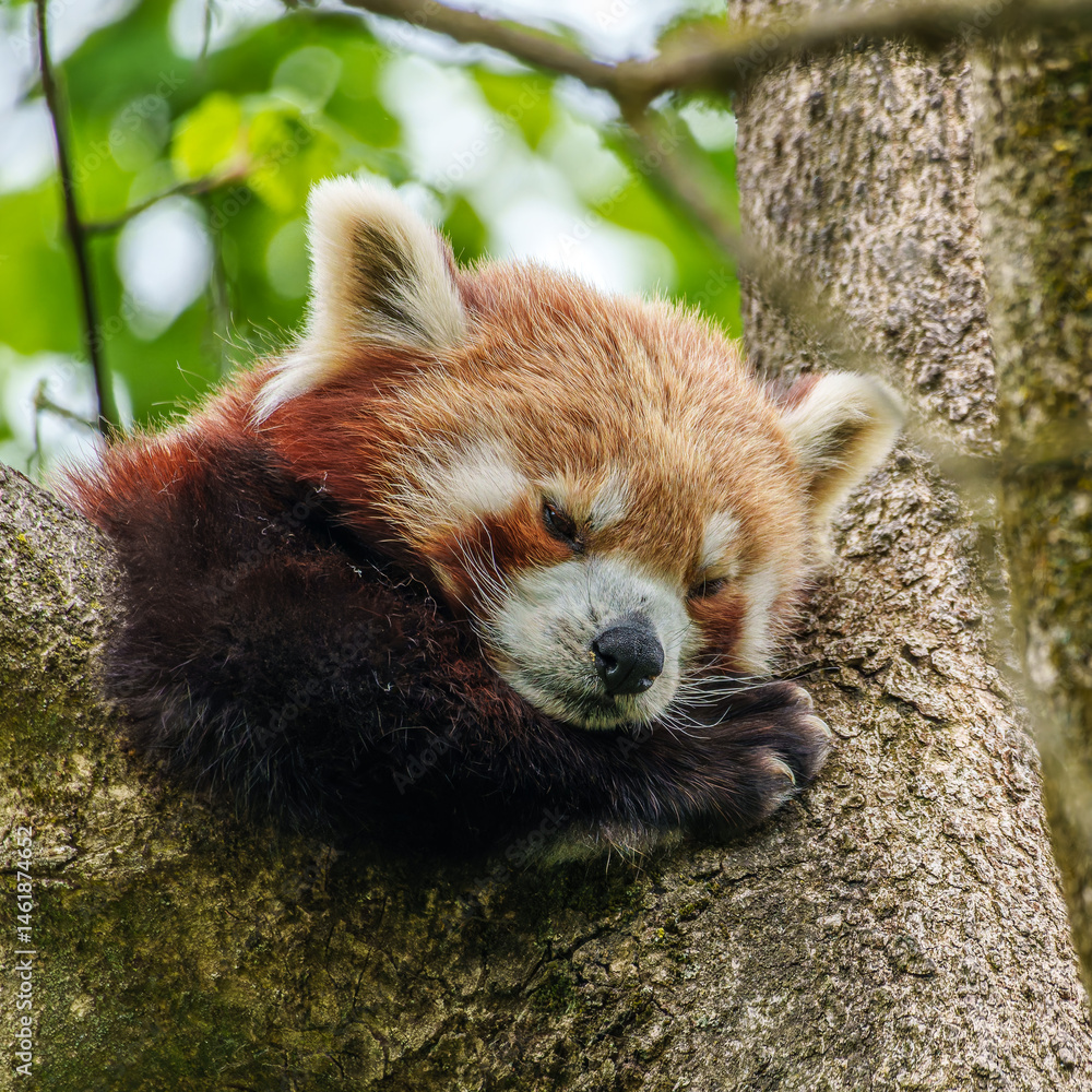 The red panda, Ailurus fulgens, also called the lesser panda.