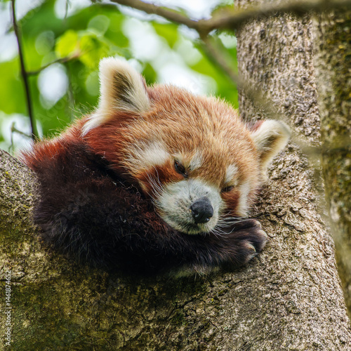 Obraz na płótnie The red panda, Ailurus fulgens, also called the lesser panda. w salonie
