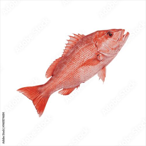 Red Snapper Fish Vector – Bold Marine Food Artwork