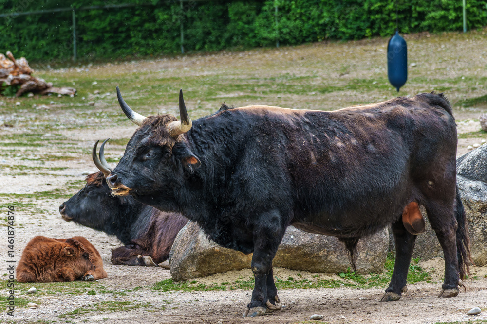 Heck cattle, Bos primigenius taurus or aurochs in a German park