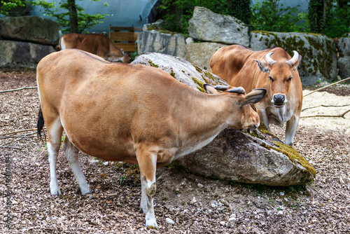 Obraz na płótnie Banteng, Bos javanicus or Red Bull is a type of wild cattle. w salonie
