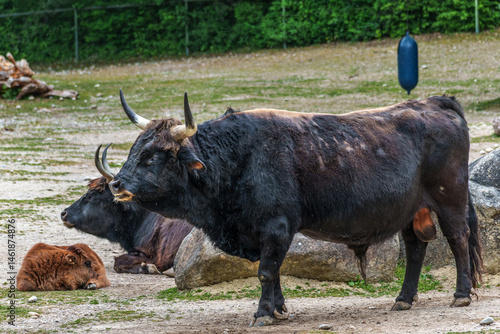 Heck cattle, Bos primigenius taurus or aurochs in a German park