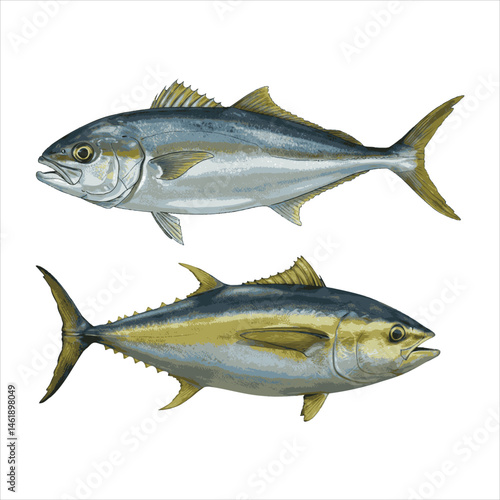 Yellowfin Tuna Fish Duo Vector – Oceanic Speed Hunters