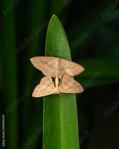 green leaf in the garden
