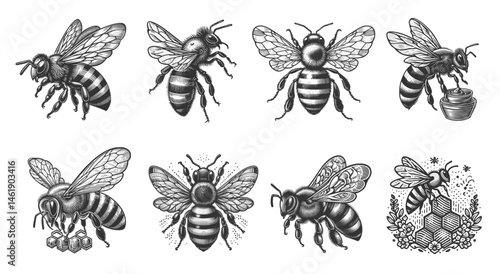 honey bee in various poses, interacting with honeycombs, flowers, and hives Set collection bundle sketch engraving generative ai vector illustration. Scratch board imitation. Black and white image.