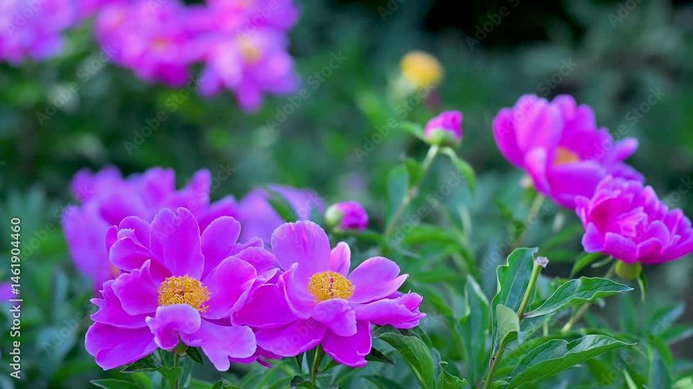 Peonies sway in the breeze Peonies sway in the breeze