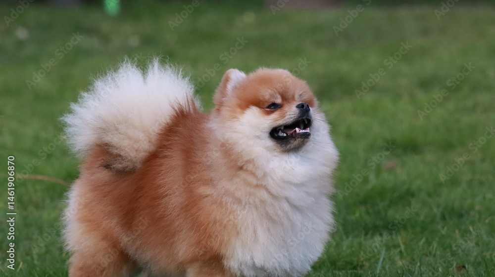 Playful pomeranian spitz dog having fun outdoors Playful pomeranian spitz dog having fun outdoors