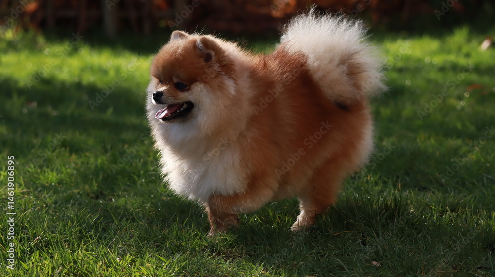 Playful pomeranian spitz dog having fun outdoors Playful pomeranian spitz dog having fun outdoors