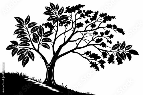 coffee tree sihouette black vector