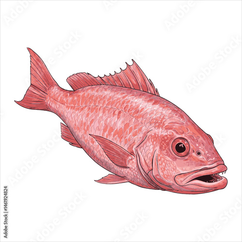 Pink Snapper Vector – Elegant Tropical Sea Fish Design