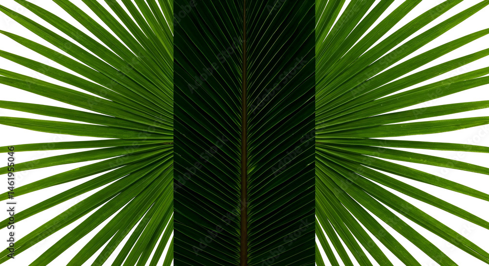 Fototapeta premium Natural Foliage Pack – Realistic Leaf Photography on White and Dark Backgrounds