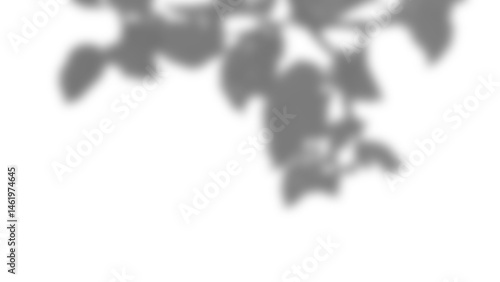 Shadow overlay of leaves creates natural effect for design or photo editing with soft edges and realistic detail