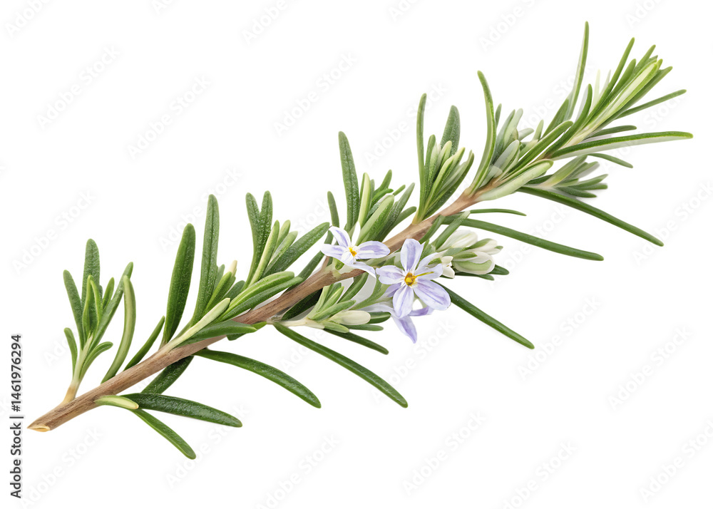 Fototapeta premium rosemary branch isolated on white background , PNG