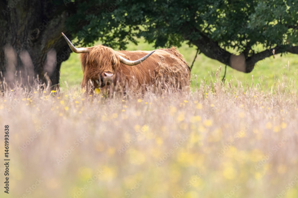 A highland cow grazing in a field outside of Blair Castle in Scotland.
